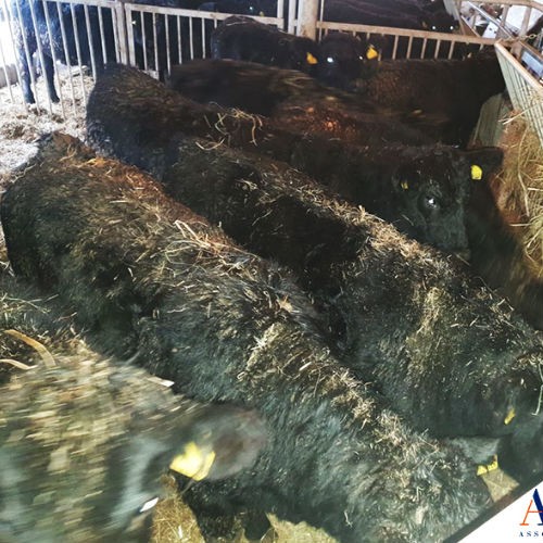 Aberdeen Angus bulls and heifers off to Russia-1
