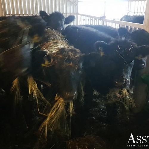 Aberdeen Angus bulls and heifers off to Russia-5