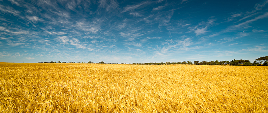 AsstrA Reports on Ukraine’s Record-Setting Crops