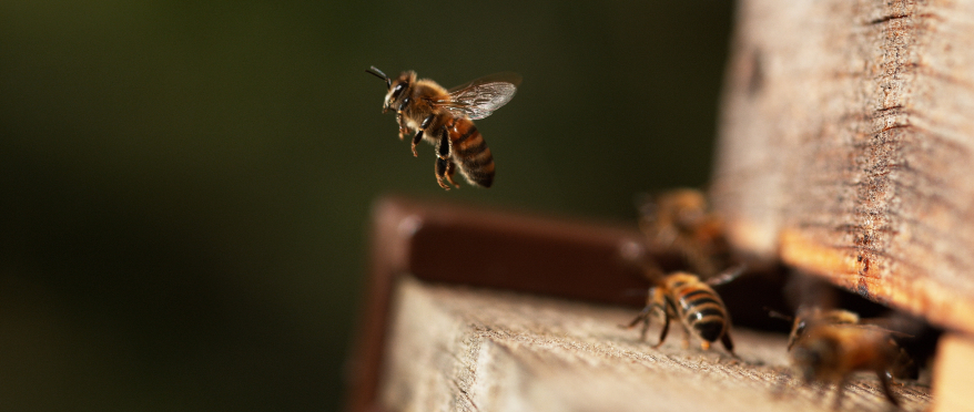 AsstrA Executes Bee Transportation from Turkey to Greece